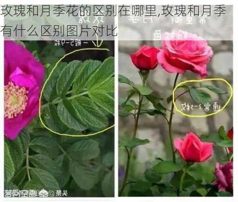 玫瑰和月季花的区别在哪里,玫瑰和月季有什么区别图片对比-第2张图片-花卉百科