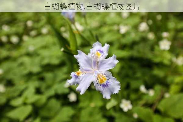 白蝴蝶植物,白蝴蝶植物图片-第2张图片-花卉百科