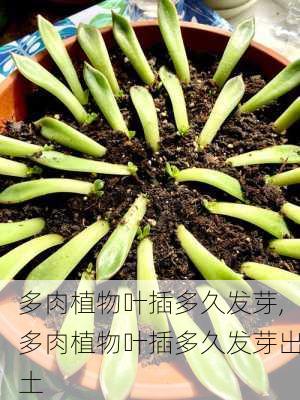 多肉植物叶插多久发芽,多肉植物叶插多久发芽出土