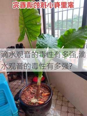 滴水观音的毒性有多强,滴水观音的毒性有多强?