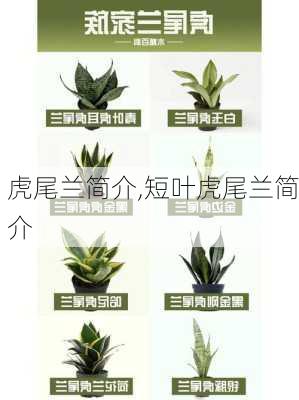 虎尾兰简介,短叶虎尾兰简介-第1张图片-花卉百科