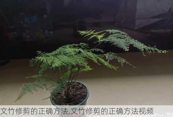 文竹修剪的正确方法,文竹修剪的正确方法视频-第2张图片-花卉百科