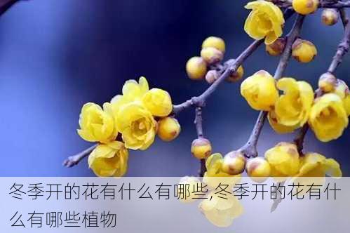 冬季开的花有什么有哪些,冬季开的花有什么有哪些植物-第3张图片-花卉百科