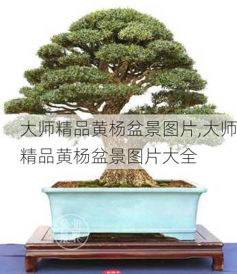 大师精品黄杨盆景图片,大师精品黄杨盆景图片大全-第1张图片-花卉百科