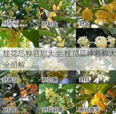 桂花品种名称大全,桂花品种名称大全图解