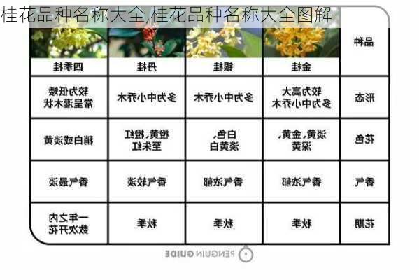 桂花品种名称大全,桂花品种名称大全图解-第2张图片-花卉百科