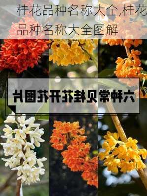 桂花品种名称大全,桂花品种名称大全图解-第3张图片-花卉百科