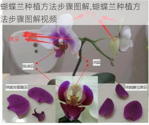 蝴蝶兰种植方法步骤图解,蝴蝶兰种植方法步骤图解视频