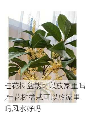 桂花树盆栽可以放家里吗,桂花树盆栽可以放家里吗风水好吗-第2张图片-花卉百科