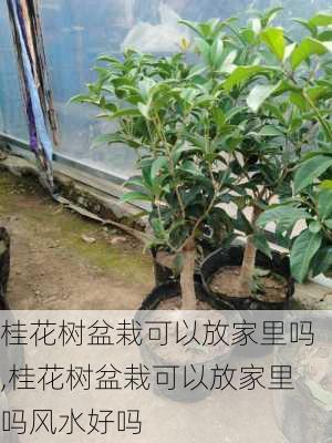 桂花树盆栽可以放家里吗,桂花树盆栽可以放家里吗风水好吗-第3张图片-花卉百科