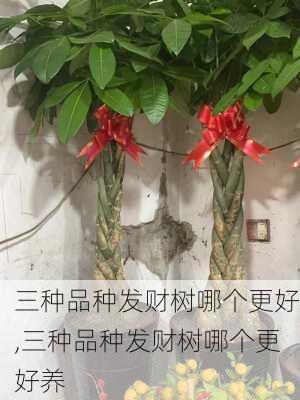 三种品种发财树哪个更好,三种品种发财树哪个更好养-第2张图片-花卉百科