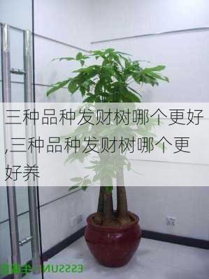 三种品种发财树哪个更好,三种品种发财树哪个更好养-第3张图片-花卉百科