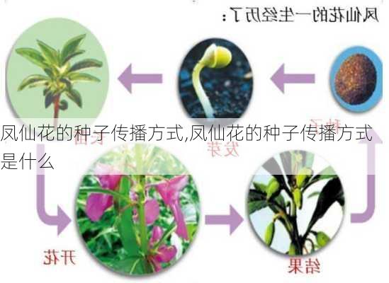 凤仙花的种子传播方式,凤仙花的种子传播方式是什么-第1张图片-花卉百科