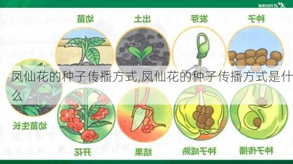 凤仙花的种子传播方式,凤仙花的种子传播方式是什么-第2张图片-花卉百科