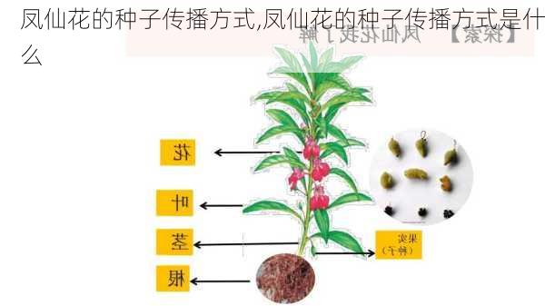 凤仙花的种子传播方式,凤仙花的种子传播方式是什么-第3张图片-花卉百科