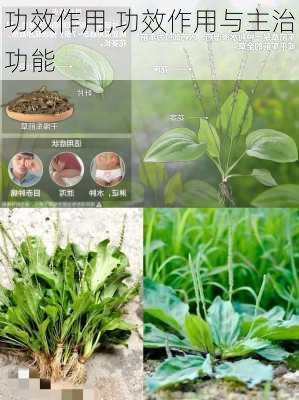 功效作用,功效作用与主治功能-第3张图片-花卉百科