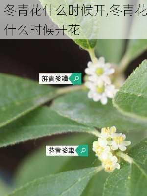 冬青花什么时候开,冬青花什么时候开花