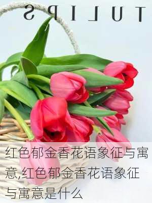 红色郁金香花语象征与寓意,红色郁金香花语象征与寓意是什么-第2张图片-花卉百科