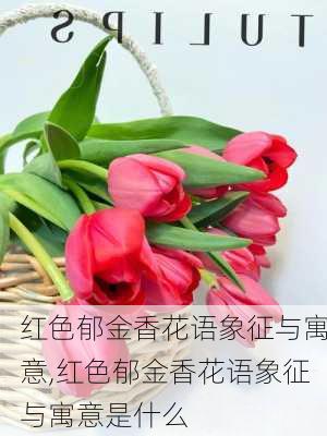 红色郁金香花语象征与寓意,红色郁金香花语象征与寓意是什么