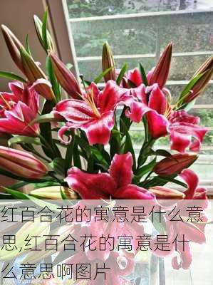 红百合花的寓意是什么意思,红百合花的寓意是什么意思啊图片-第3张图片-花卉百科