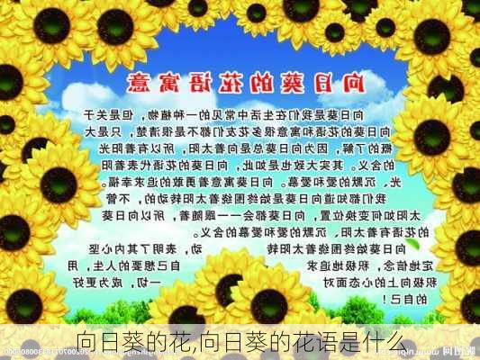 向日葵的花,向日葵的花语是什么