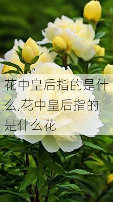 花中皇后指的是什么,花中皇后指的是什么花