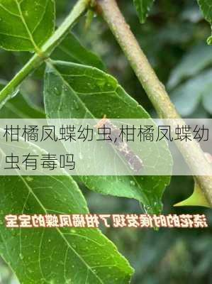 柑橘凤蝶幼虫,柑橘凤蝶幼虫有毒吗-第2张图片-花卉百科