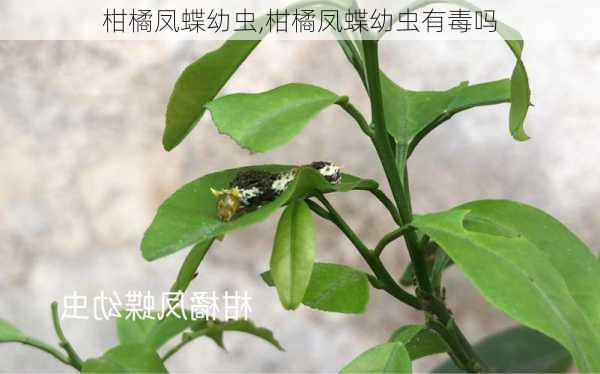 柑橘凤蝶幼虫,柑橘凤蝶幼虫有毒吗-第3张图片-花卉百科