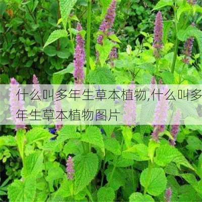 什么叫多年生草本植物,什么叫多年生草本植物图片-第1张图片-花卉百科