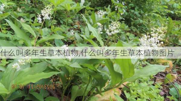 什么叫多年生草本植物,什么叫多年生草本植物图片-第2张图片-花卉百科