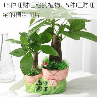 15种旺财旺宅的植物,15种旺财旺宅的植物图片