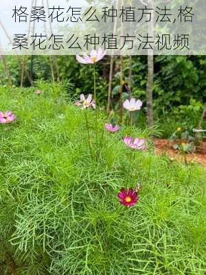 格桑花怎么种植方法,格桑花怎么种植方法视频