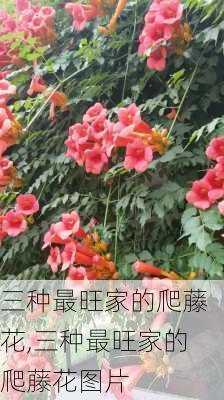 三种最旺家的爬藤花,三种最旺家的爬藤花图片-第1张图片-花卉百科