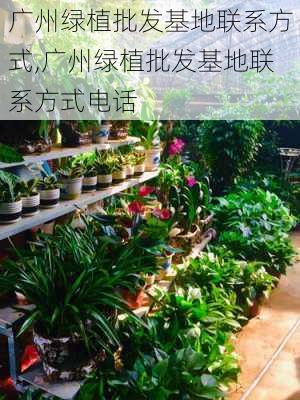 广州绿植批发基地联系方式,广州绿植批发基地联系方式电话-第1张图片-花卉百科