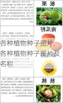 各种植物种子图片,各种植物种子图片及名称-第3张图片-花卉百科