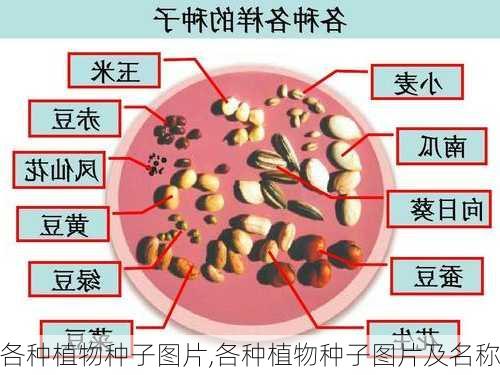 各种植物种子图片,各种植物种子图片及名称-第1张图片-花卉百科