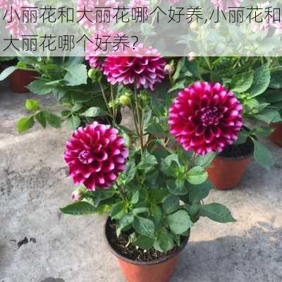 小丽花和大丽花哪个好养,小丽花和大丽花哪个好养?