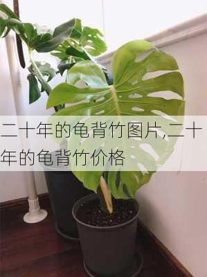 二十年的龟背竹图片,二十年的龟背竹价格-第3张图片-花卉百科