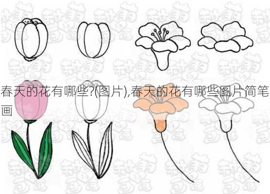 春天的花有哪些?(图片),春天的花有哪些图片简笔画