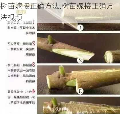 树苗嫁接正确方法,树苗嫁接正确方法视频