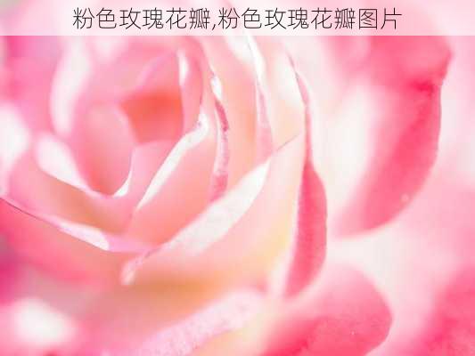 粉色玫瑰花瓣,粉色玫瑰花瓣图片-第1张图片-花卉百科