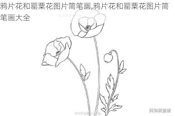 鸦片花和罂粟花图片简笔画,鸦片花和罂粟花图片简笔画大全