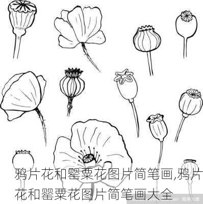 鸦片花和罂粟花图片简笔画,鸦片花和罂粟花图片简笔画大全-第3张图片-花卉百科