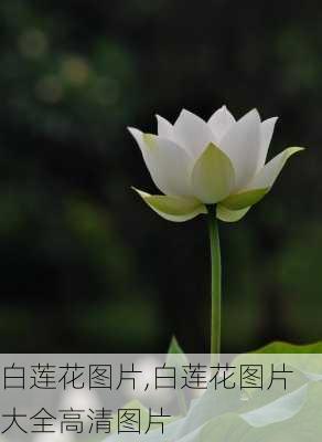 白莲花图片,白莲花图片大全高清图片