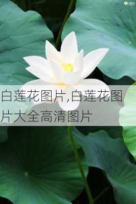 白莲花图片,白莲花图片大全高清图片-第2张图片-花卉百科