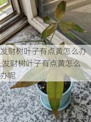 发财树叶子有点黄怎么办,发财树叶子有点黄怎么办呢