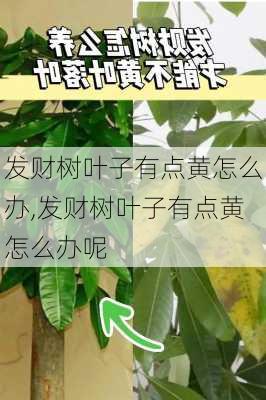 发财树叶子有点黄怎么办,发财树叶子有点黄怎么办呢-第3张图片-花卉百科