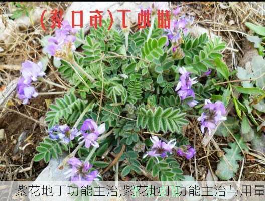 紫花地丁功能主治,紫花地丁功能主治与用量