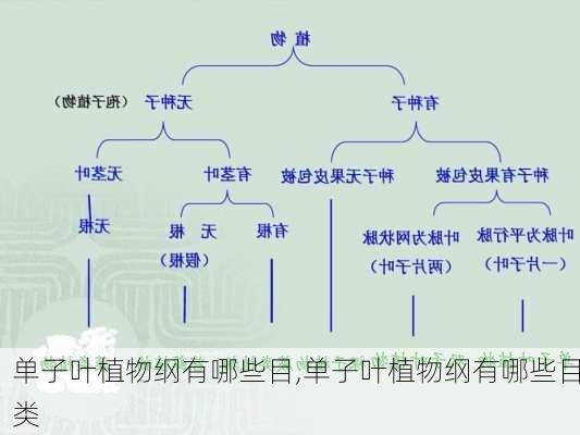 单子叶植物纲有哪些目,单子叶植物纲有哪些目类-第3张图片-花卉百科