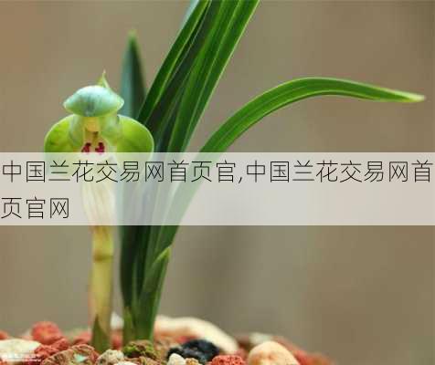 中国兰花交易网首页官,中国兰花交易网首页官网